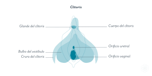 Forma del clítoris